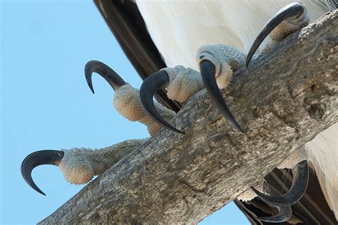 Discover what bird talons are made of, how different birds use talons ...