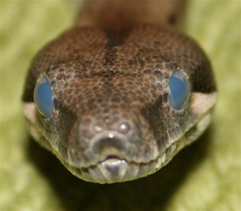 The Completely Common Reason Behind Your Snake's Cloudy Eyes - The Tye ...