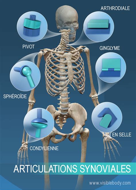 PDF les articulations du corps humain pdf PDF Télécharger Download