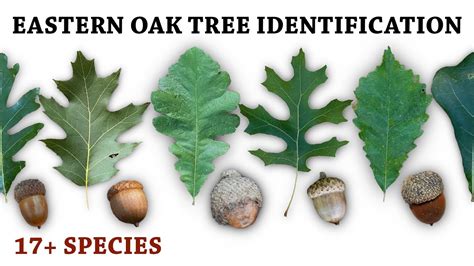 Do Bur Oaks Have Acorns Every Year? Trust The Answer - Musicbykatie.com