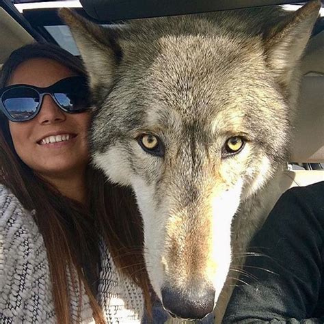 NativeAmericanSoul on Twitter | Wolf dog, Wolf hybrid dogs, Hybrid dogs