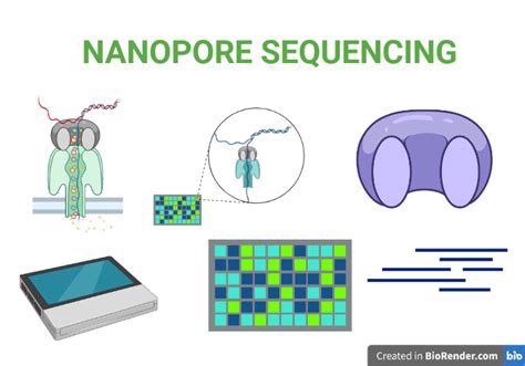 Nanopore Sequencing- Principle, Steps, Device, Applications - Sciencevivid