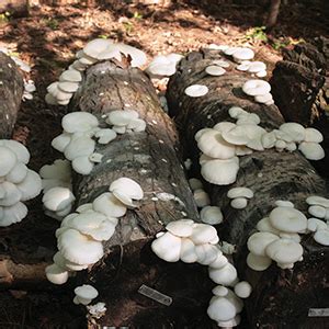 How to grow Oyster Mushrooms on Logs instructions