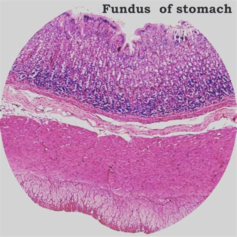 Histology Fundus of stomach | Rocks and crystals, Stomach, Med student