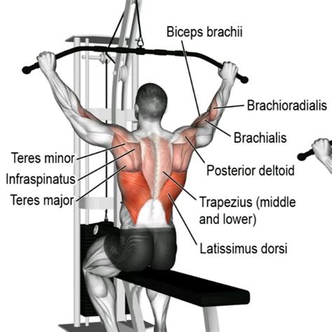 Wide grip lat pulldown by Kelly R. - Exercise How-to - Skimble