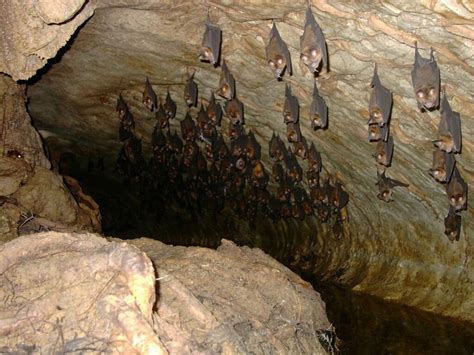 Habitat - Facts About Bats