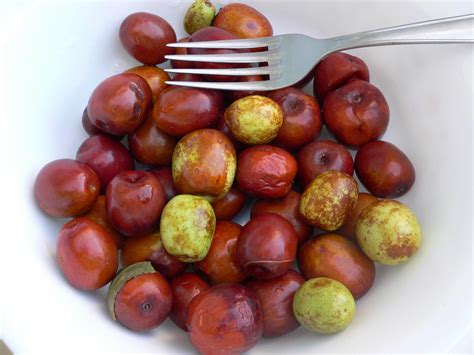 Jujube genome study sheds light on fruit tree's domestication