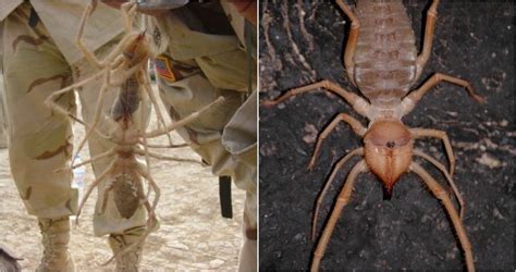 All About The Camel Spider, From Its Terrifying Size To Its Painful Bite