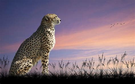 Cheetah Wallpapers HD - Wallpaper Cave