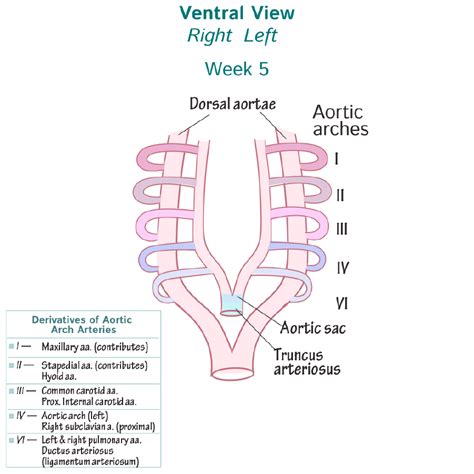 Embryology Glossary: Aortic Arch Formation | ditki medical & biological ...