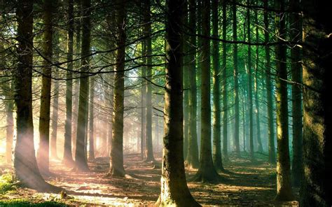 sun shining through the forest-natural landscape desktop Wallpapers ...