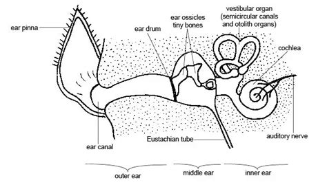 How rabbits hear the world: in-depth guide - New Rabbit Owner