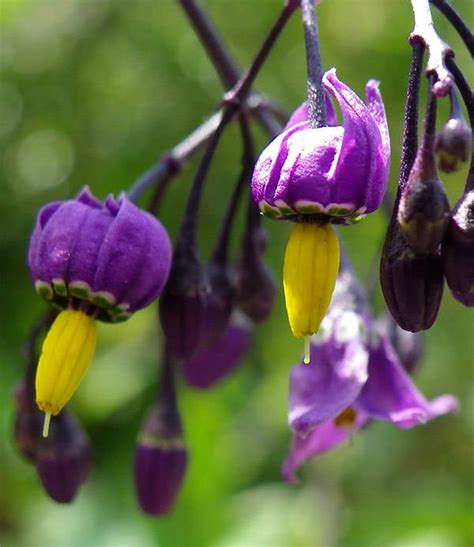 Beware The Deadly Nightshade, The Beautiful Plant That Can Kill You