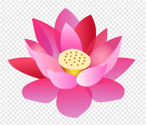 Nelumbo nucifera Flor dos desenhos animados, 2017 Lotus, história em ...