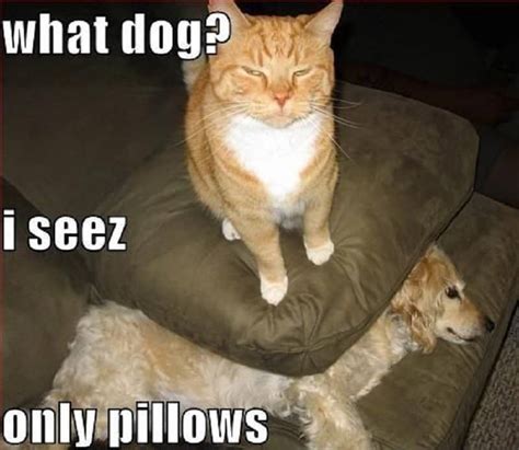 10 Funny Dog & Cat Memes You’ll Want To Share With Your Pets