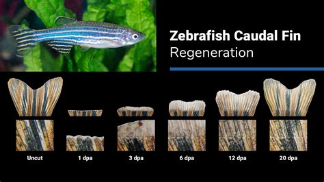 Regeneration In Animals