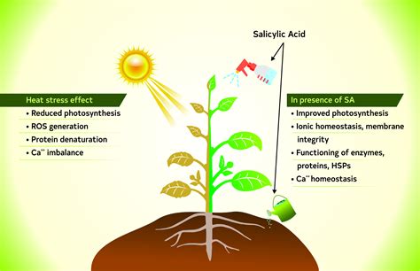 Role of Salicylic Acid in Combating Heat Stress in Plants: Insights ...