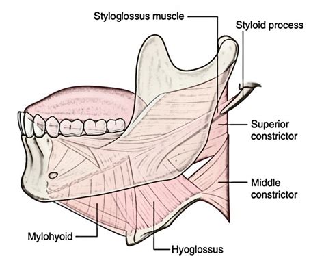 Styloid Gear – Earth's Lab