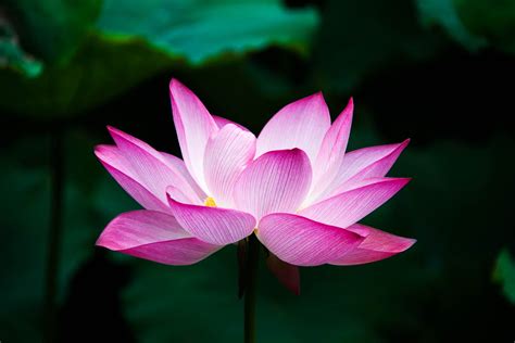 3840x2560 Lotus Flower 4k 3840x2560 Resolution HD 4k Wallpapers, Images ...