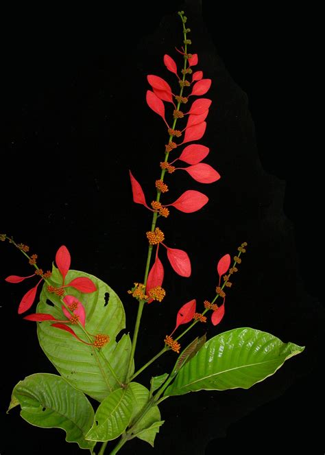 Chaconia (Warszewiczia coccinea) | Plant tattoo, Plant leaves, Artsy