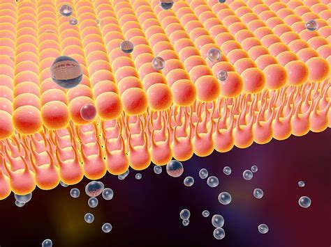 Fast Facts about the Cell Membrane - TrendRadars