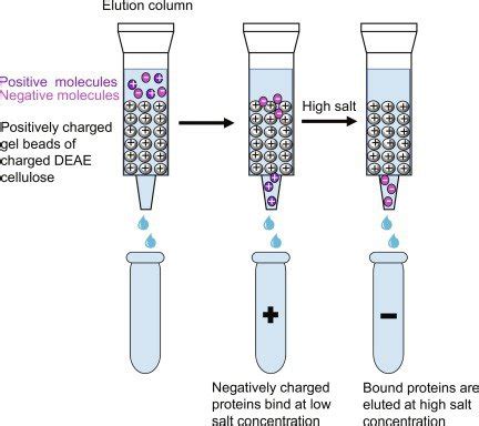 Everything You Need to Know About Ion exchange chromatography