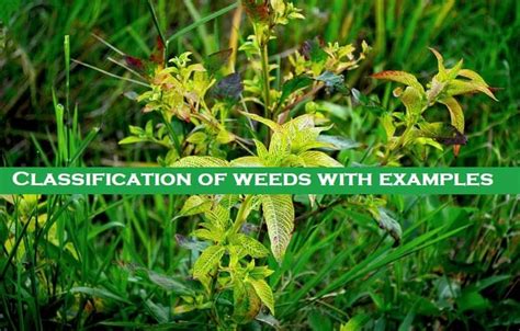 11 Classification of Weeds with Examples and Scientific Name - Basic ...