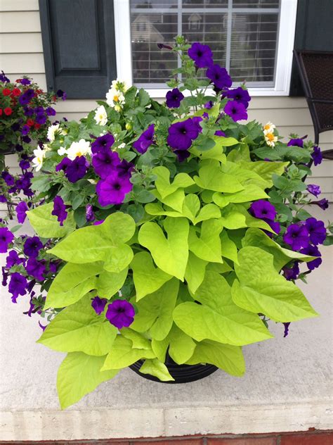 Purple Sweet Potato Vine Flower : Sweet potato vine grows practically ...