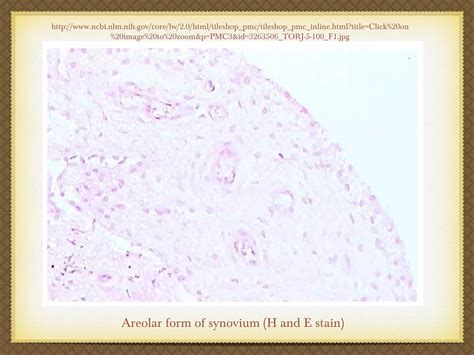 Sheep knee joint synovium histology | PPT | Free Download