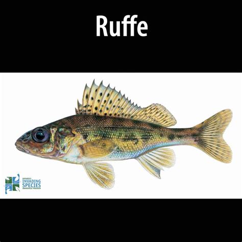 Ruffe - Alberta Invasive Species Council