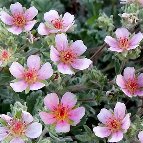 POTENTILLA PORPHYRANTHA SEEDS - Plant World Seeds