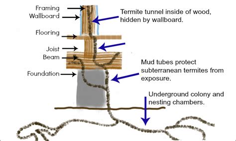 Subterranean Termite Damage Revealed--Photos Included | Thrasher ...