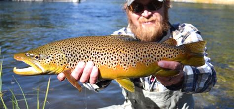 Brown Trout - Yellowstone National Park (U.S. National Park Service)