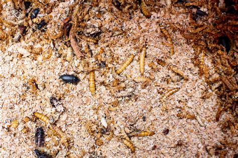 Insects as sustainable animal feed: real alternative? | Mirage News