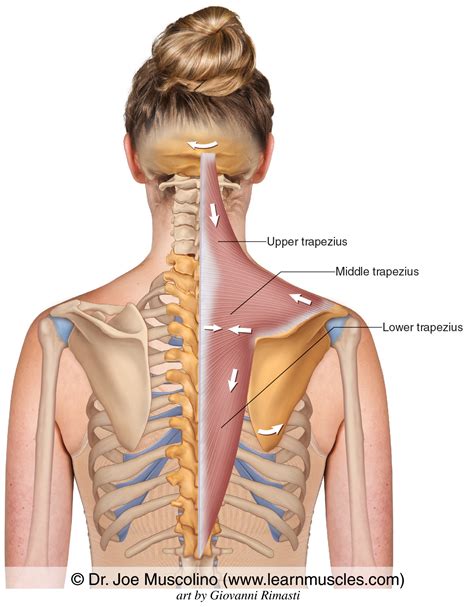 Trapezius Muscle Diagram