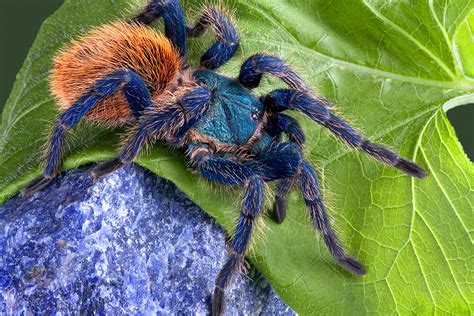 Tarantula | San Diego Zoo Animals & Plants