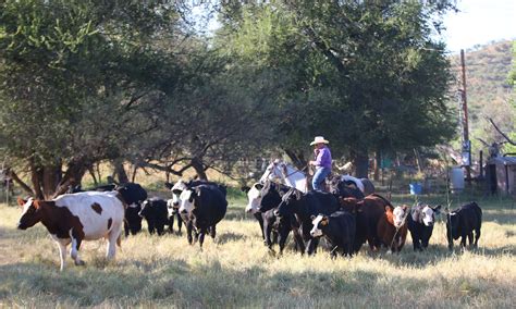 Arizona rancher on Mexico border uses science to breed sustainable ...