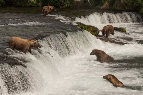 Five Bears Salmon Fishing at Brooks Falls Stock Photo - Image of falls ...