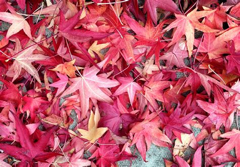 red autumn leaves | A Life In London*