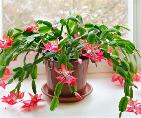 How to Prune Christmas Cactus? - GardenZoo