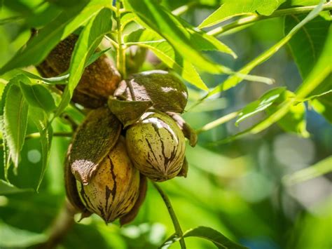 Pecan Tree Care - Learn How To Plant A Pecan Tree