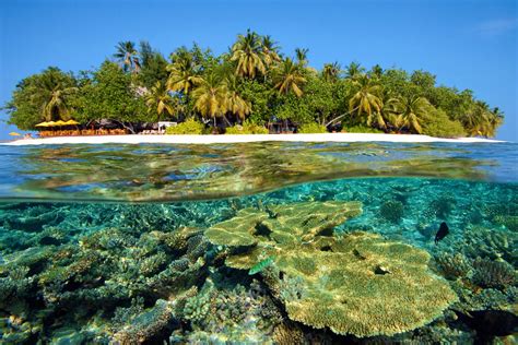 Best house reefs in the Maldives | ZuBlu