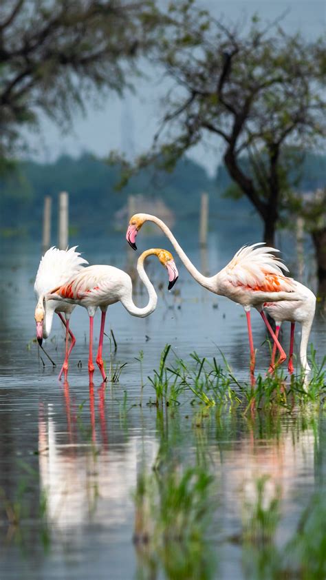 Greater flamingo at Keoladeo National Park or Bharatpur Bird Sanctuary ...