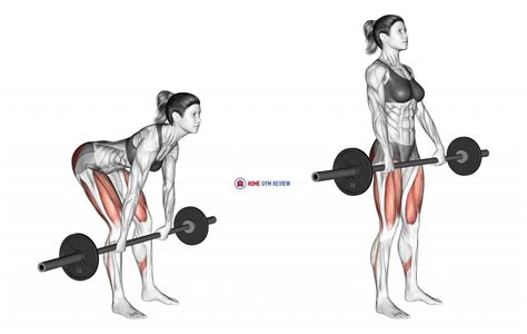 Barbell Romanian Deadlift (female) - Home Gym Review