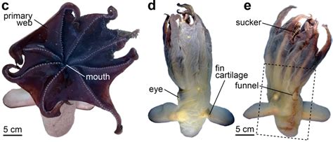 THECOCONUTWHISPERER : Marine biologists identify new species of ‘Dumbo ...