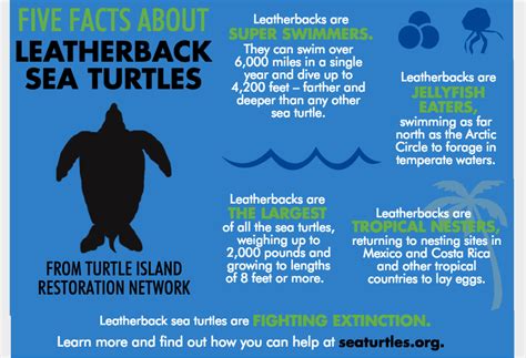 Five Facts about Pacific Leatherback Sea Turtles | Turtle Island ...