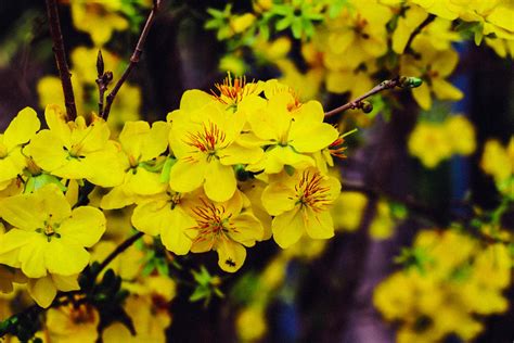 Some more Yellow cherry blossoms! by Solislynx on DeviantArt