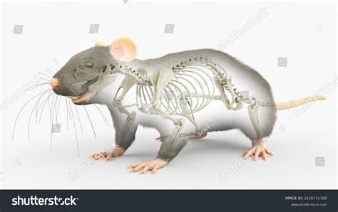 3d Rendered Illustration Rats Anatomy Skeleton Stock Illustration ...