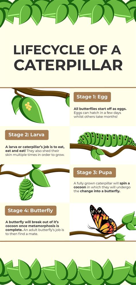 The Life Cycle Of A Caterpillar