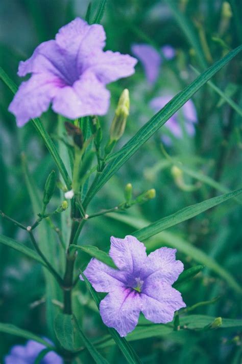 Ruellia Tuberosa Morning. | Plant leaves, Enchanted garden, Plants